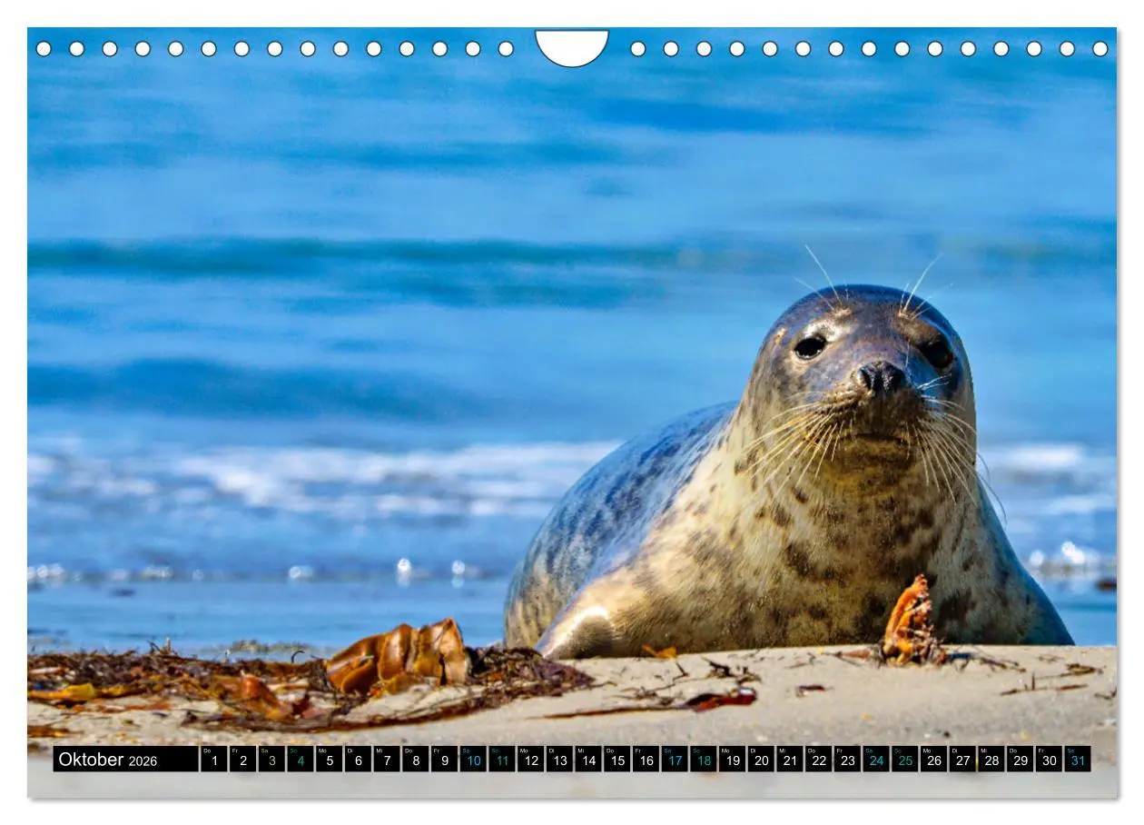 Bild: 9783457361672 | Big Five aus dem Ozean Hai, Delphin, Wal, Robbe, Pinguin...