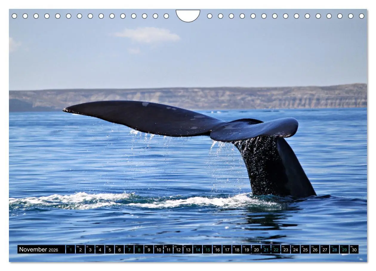 Bild: 9783457361672 | Big Five aus dem Ozean Hai, Delphin, Wal, Robbe, Pinguin...
