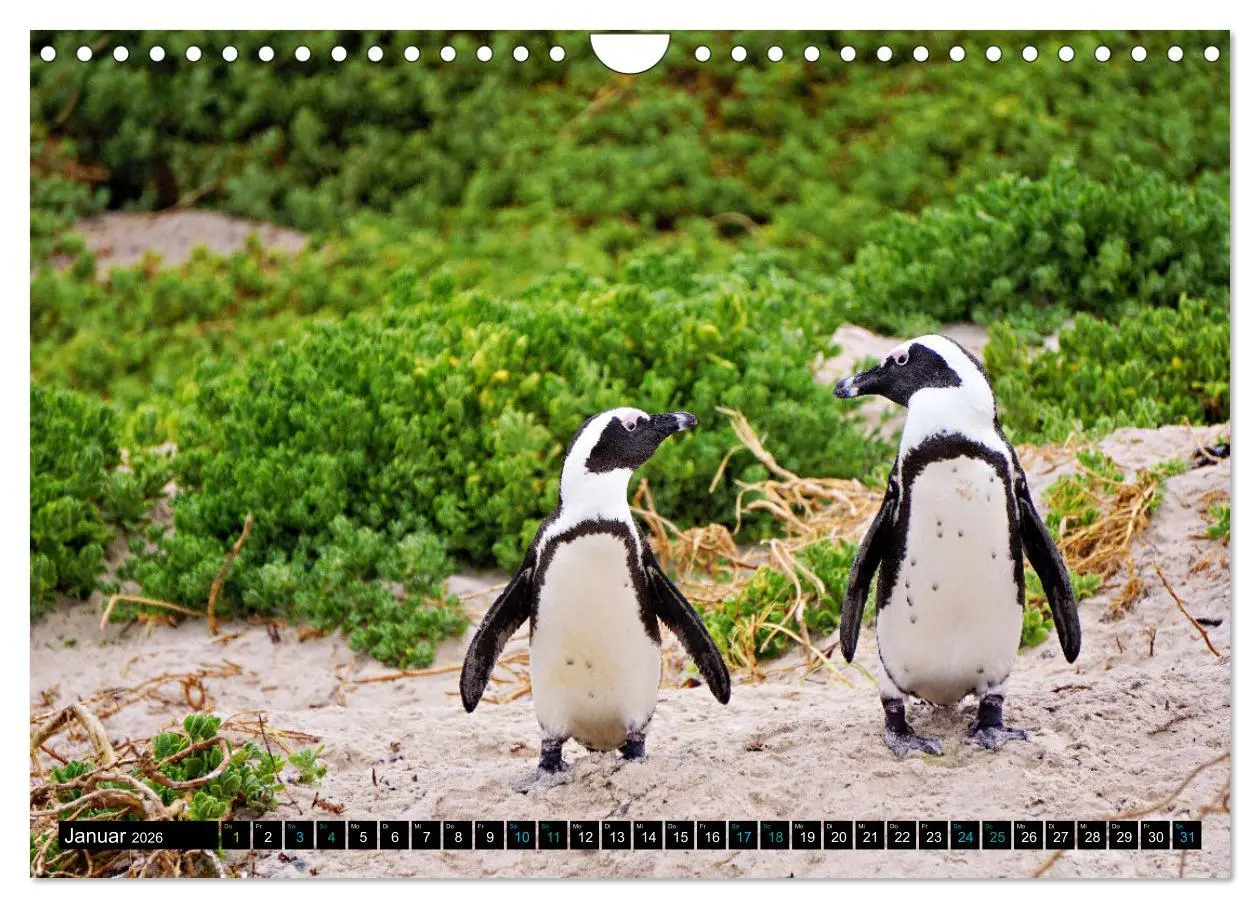 Bild: 9783457361672 | Big Five aus dem Ozean Hai, Delphin, Wal, Robbe, Pinguin...