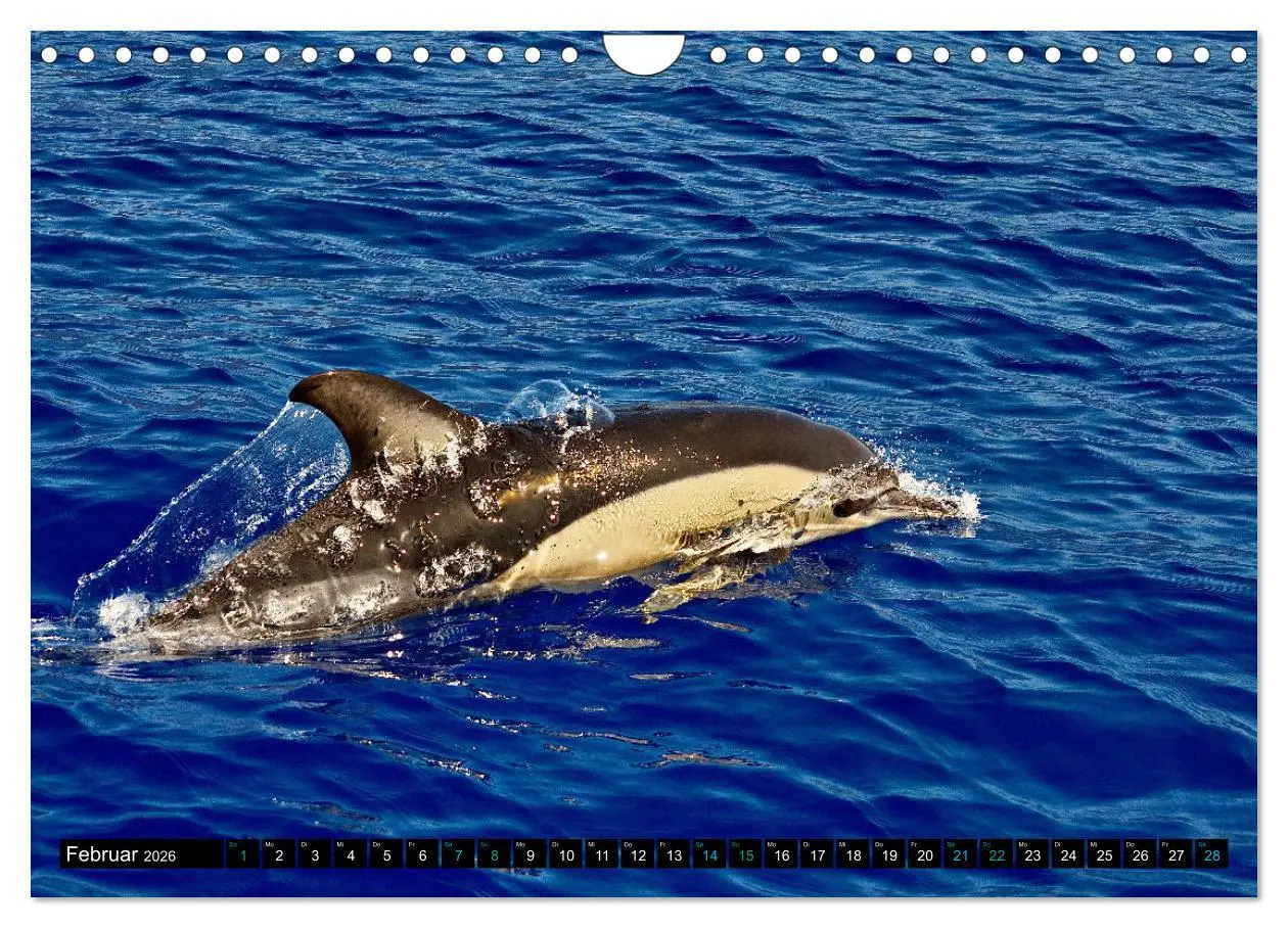 Bild: 9783457361672 | Big Five aus dem Ozean Hai, Delphin, Wal, Robbe, Pinguin...
