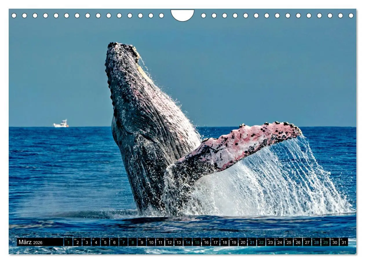 Bild: 9783457361672 | Big Five aus dem Ozean Hai, Delphin, Wal, Robbe, Pinguin...
