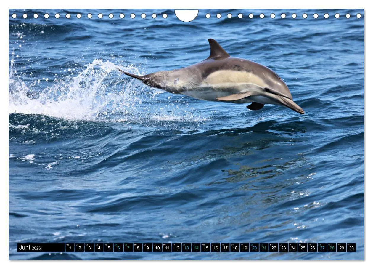 Bild: 9783457361672 | Big Five aus dem Ozean Hai, Delphin, Wal, Robbe, Pinguin...