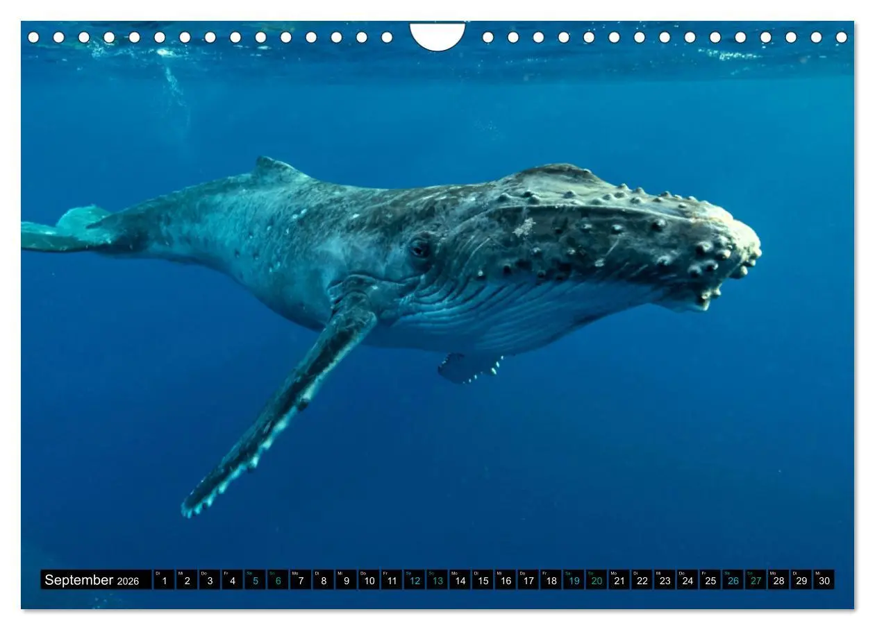 Bild: 9783457361672 | Big Five aus dem Ozean Hai, Delphin, Wal, Robbe, Pinguin...