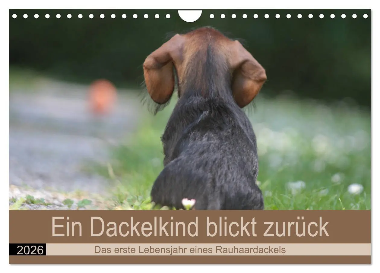 Cover: 9783457741672 | Ein Dackelkind blickt zurück (Wandkalender 2026 DIN A4 quer),...