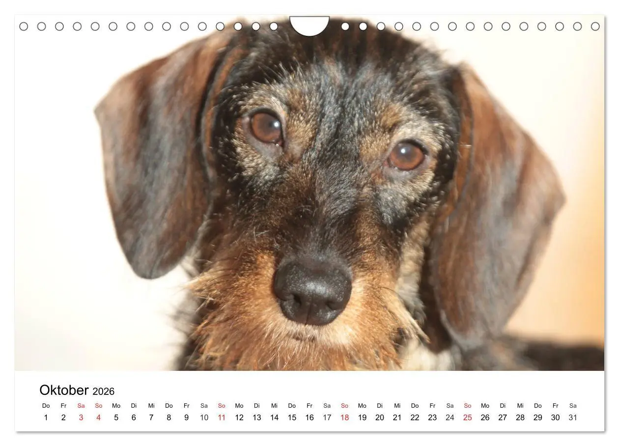 Bild: 9783457741672 | Ein Dackelkind blickt zurück (Wandkalender 2026 DIN A4 quer),...