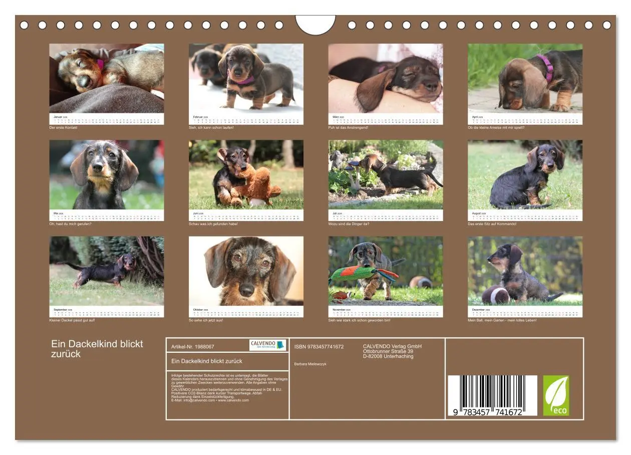 Bild: 9783457741672 | Ein Dackelkind blickt zurück (Wandkalender 2026 DIN A4 quer),...