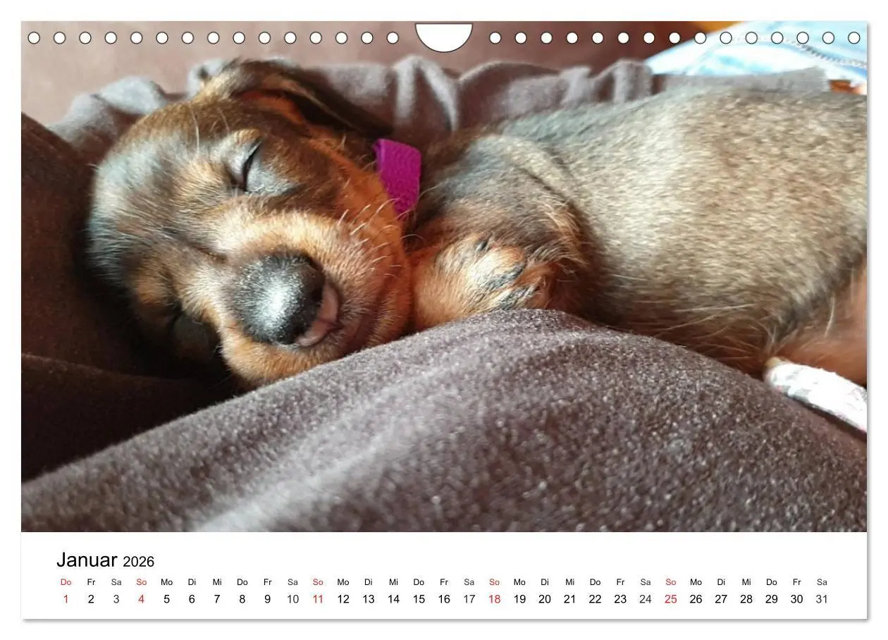 Bild: 9783457741672 | Ein Dackelkind blickt zurück (Wandkalender 2026 DIN A4 quer),...