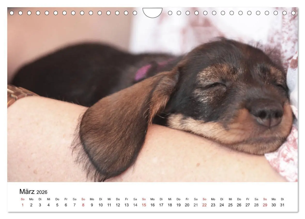 Bild: 9783457741672 | Ein Dackelkind blickt zurück (Wandkalender 2026 DIN A4 quer),...