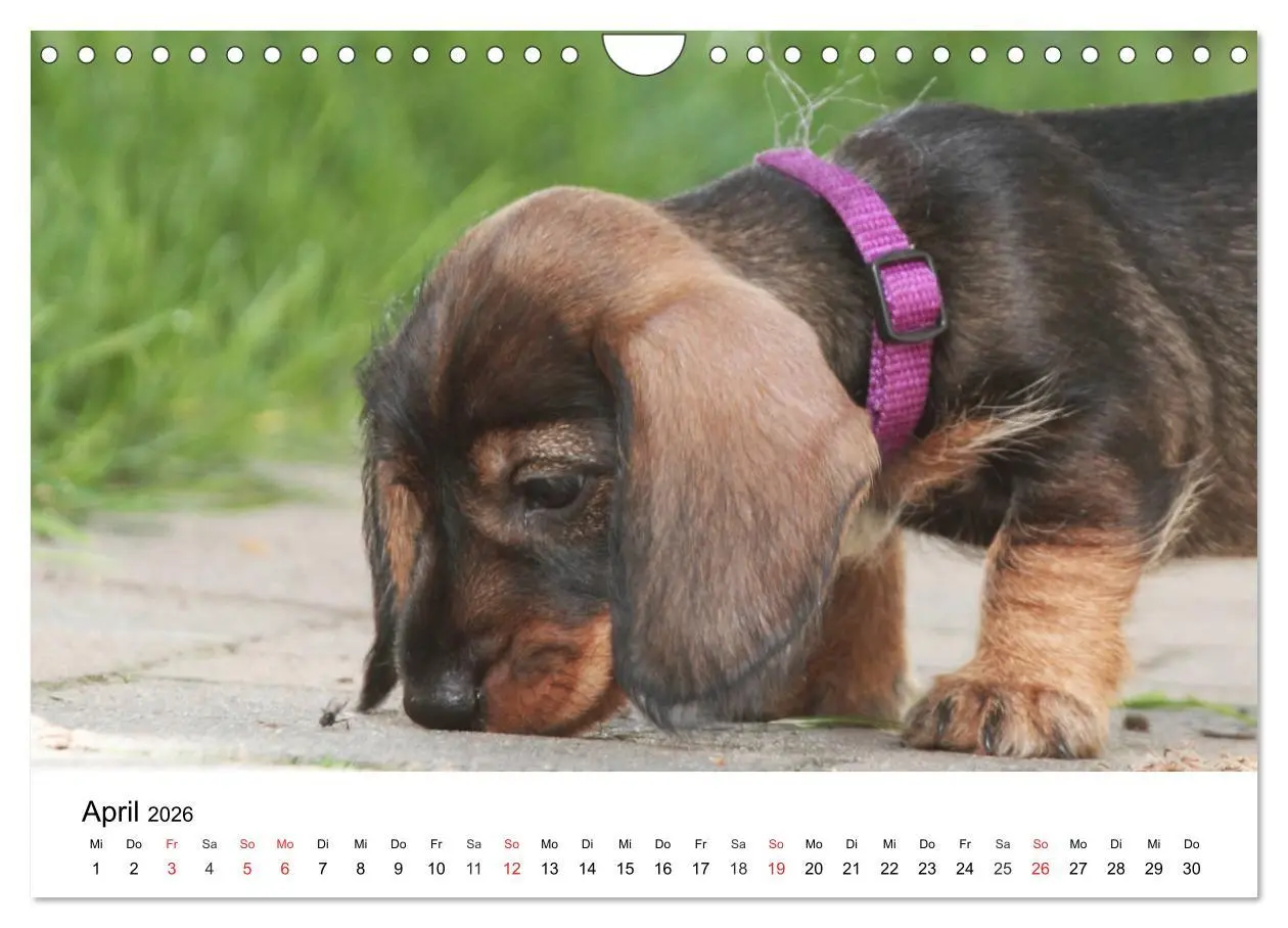 Bild: 9783457741672 | Ein Dackelkind blickt zurück (Wandkalender 2026 DIN A4 quer),...