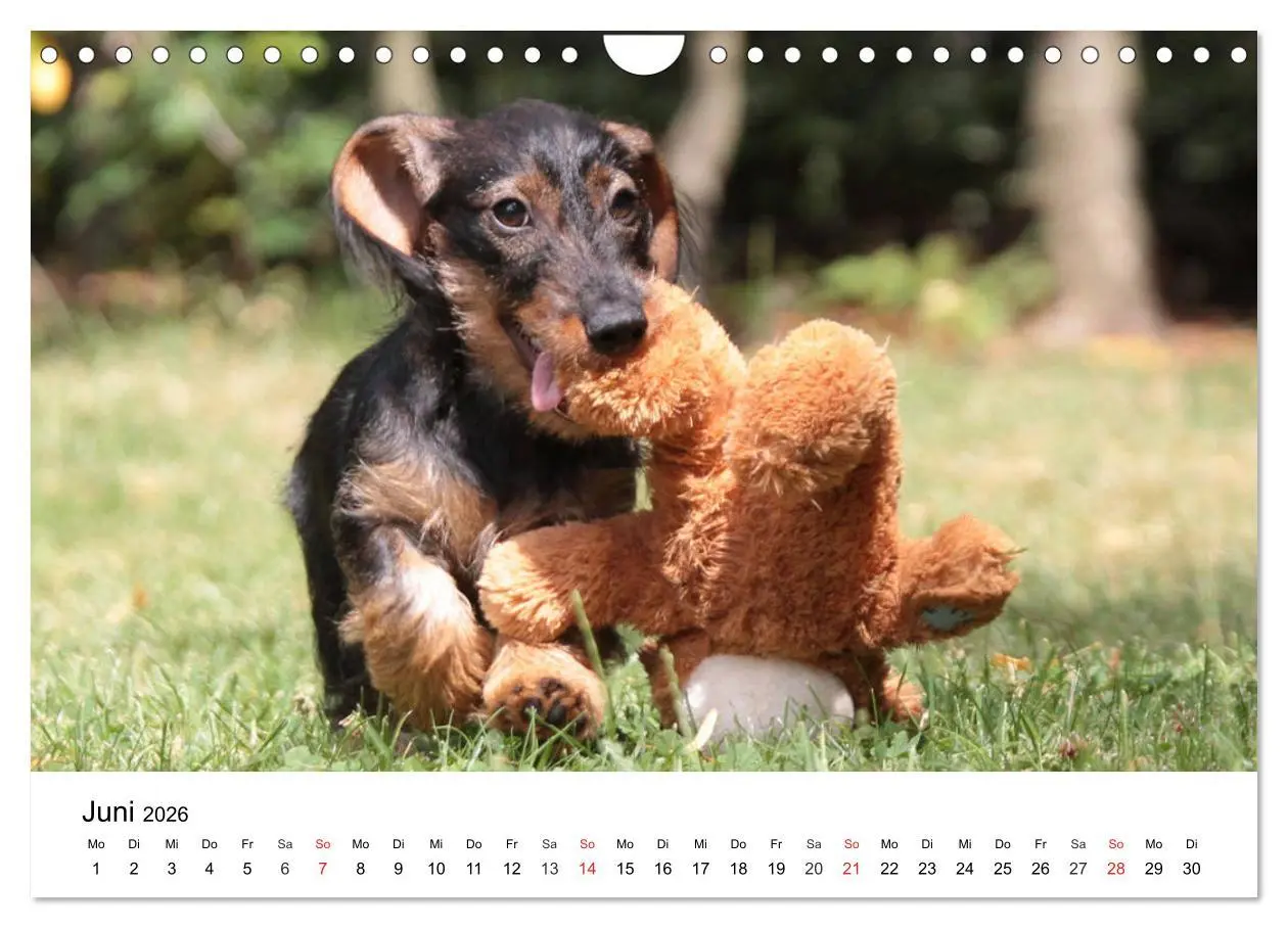 Bild: 9783457741672 | Ein Dackelkind blickt zurück (Wandkalender 2026 DIN A4 quer),...