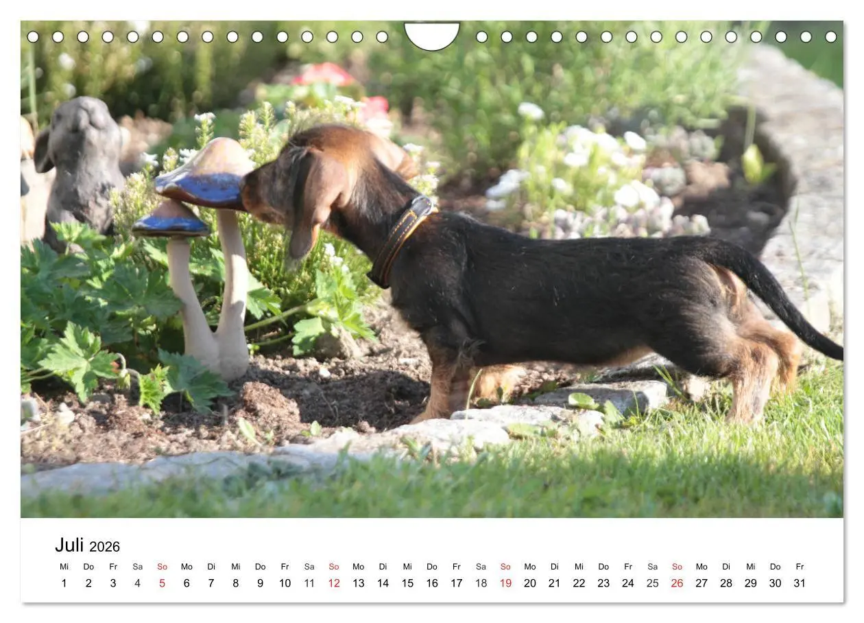 Bild: 9783457741672 | Ein Dackelkind blickt zurück (Wandkalender 2026 DIN A4 quer),...