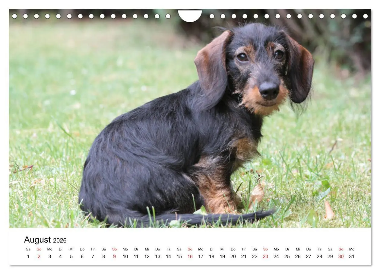 Bild: 9783457741672 | Ein Dackelkind blickt zurück (Wandkalender 2026 DIN A4 quer),...