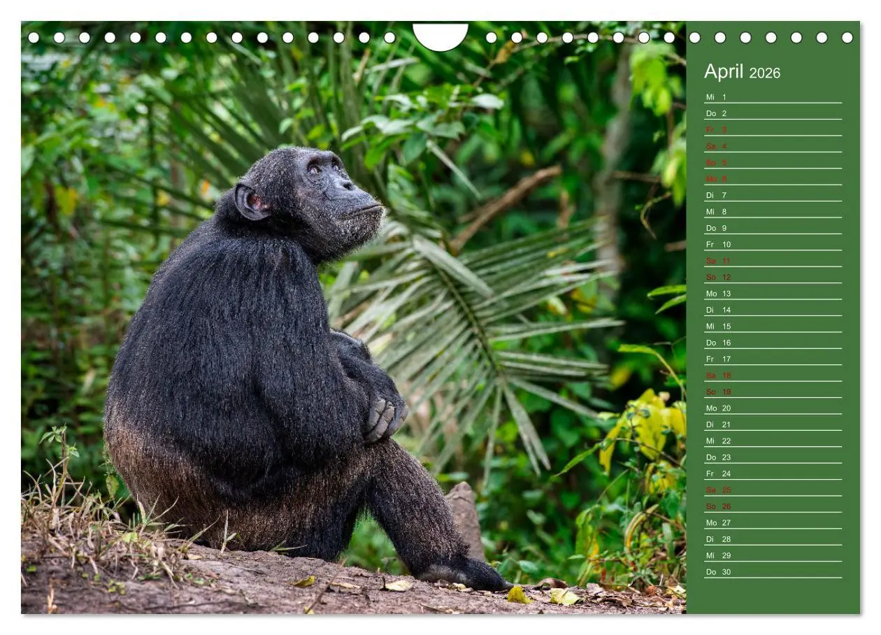 Bild: 9783457591772 | UGANDA - Perle Afrikas (Wandkalender 2026 DIN A4 quer), CALVENDO...