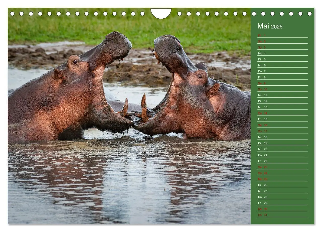 Bild: 9783457591772 | UGANDA - Perle Afrikas (Wandkalender 2026 DIN A4 quer), CALVENDO...