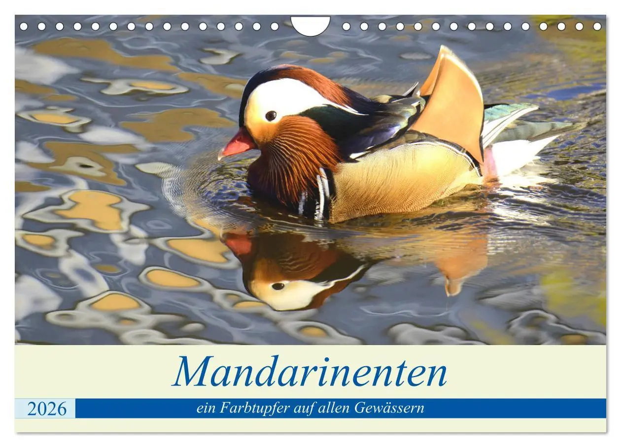 Cover: 9783457731772 | Mandarinenten, ein Farbtupfer auf allen Gewässern. (Wandkalender...