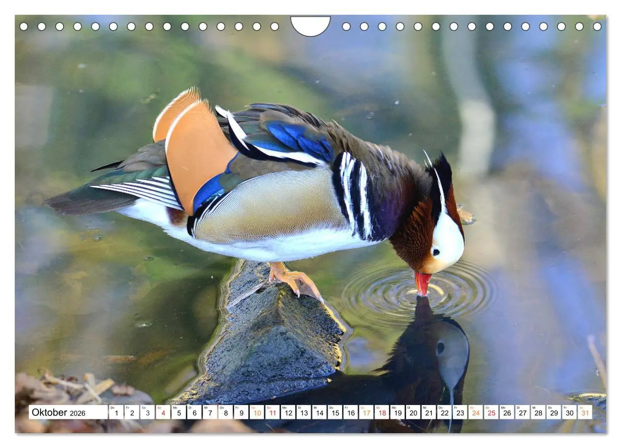 Bild: 9783457731772 | Mandarinenten, ein Farbtupfer auf allen Gewässern. (Wandkalender...