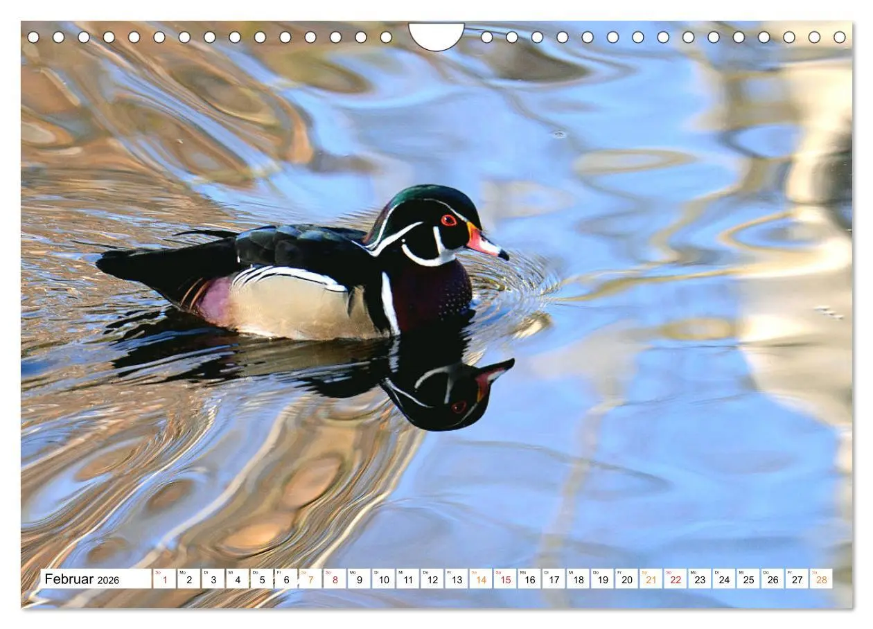 Bild: 9783457731772 | Mandarinenten, ein Farbtupfer auf allen Gewässern. (Wandkalender...