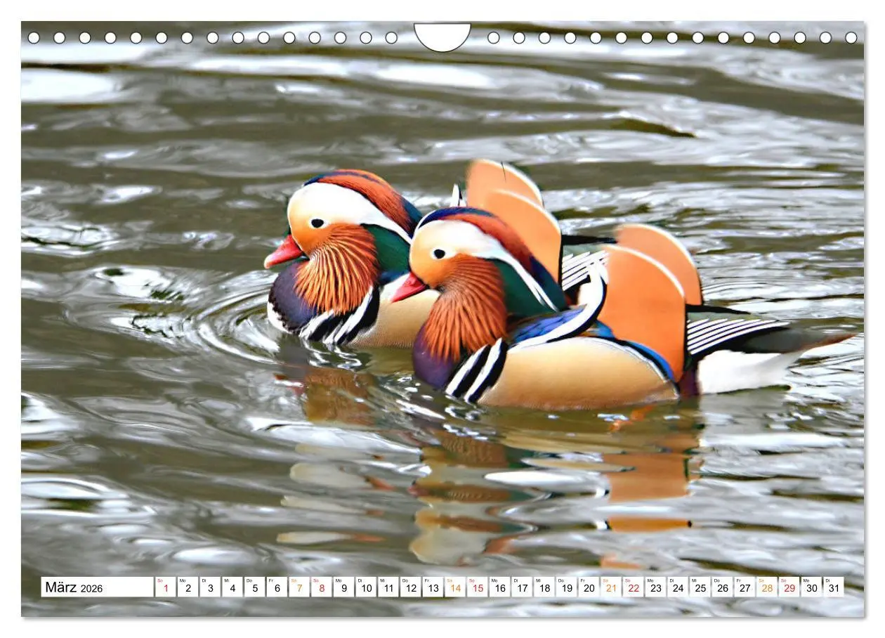Bild: 9783457731772 | Mandarinenten, ein Farbtupfer auf allen Gewässern. (Wandkalender...