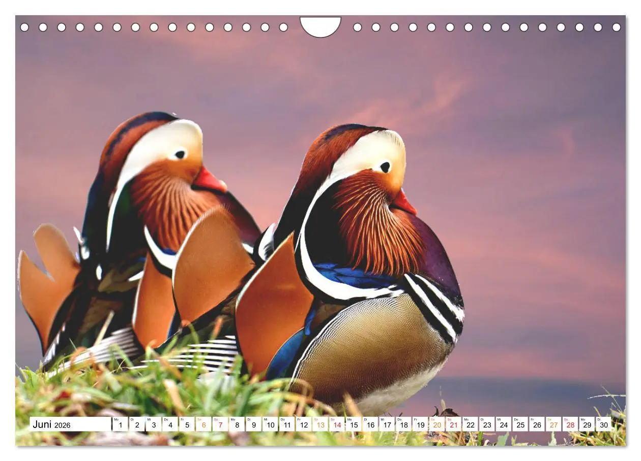 Bild: 9783457731772 | Mandarinenten, ein Farbtupfer auf allen Gewässern. (Wandkalender...