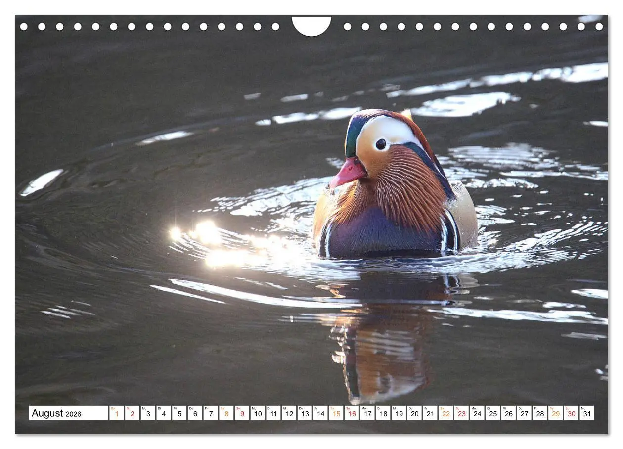Bild: 9783457731772 | Mandarinenten, ein Farbtupfer auf allen Gewässern. (Wandkalender...