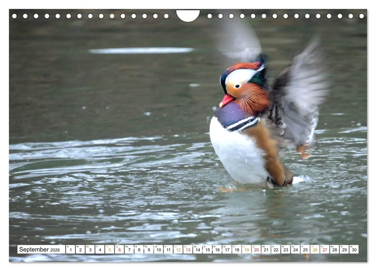 Bild: 9783457731772 | Mandarinenten, ein Farbtupfer auf allen Gewässern. (Wandkalender...
