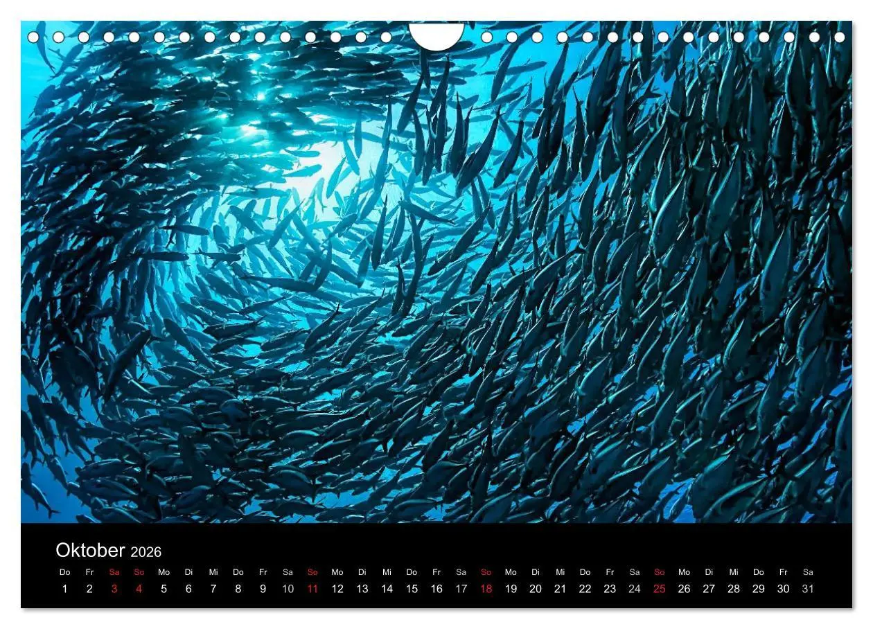 Bild: 9783516061772 | Fischschwärme (Wandkalender 2026 DIN A4 quer), CALVENDO Monatskalender