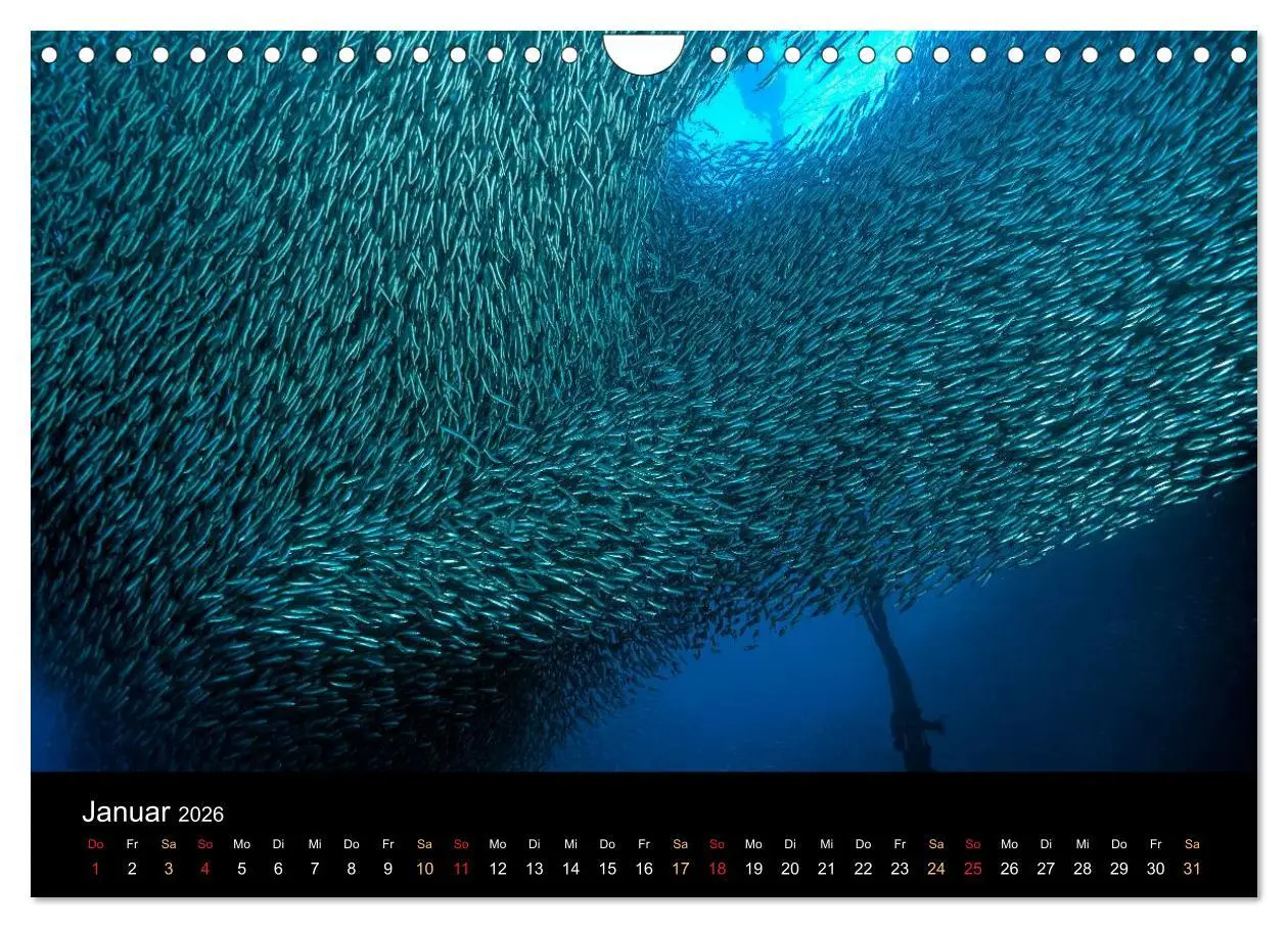 Bild: 9783516061772 | Fischschwärme (Wandkalender 2026 DIN A4 quer), CALVENDO Monatskalender