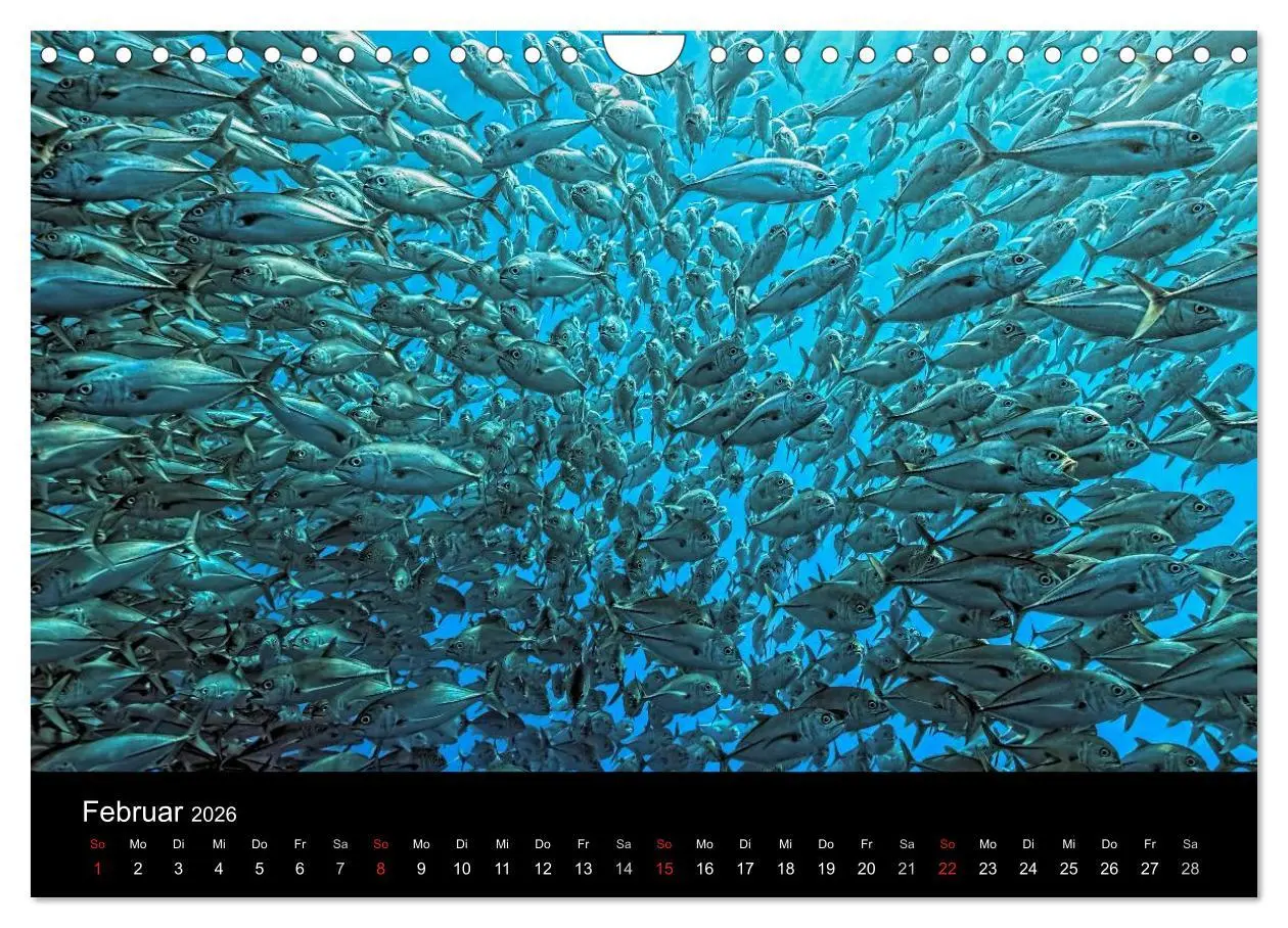 Bild: 9783516061772 | Fischschwärme (Wandkalender 2026 DIN A4 quer), CALVENDO Monatskalender