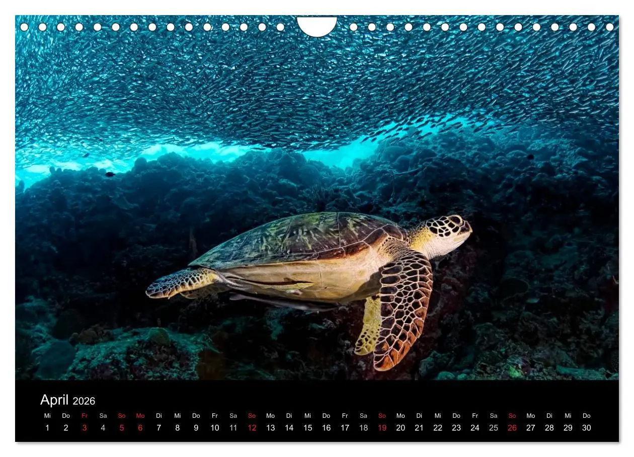 Bild: 9783516061772 | Fischschwärme (Wandkalender 2026 DIN A4 quer), CALVENDO Monatskalender