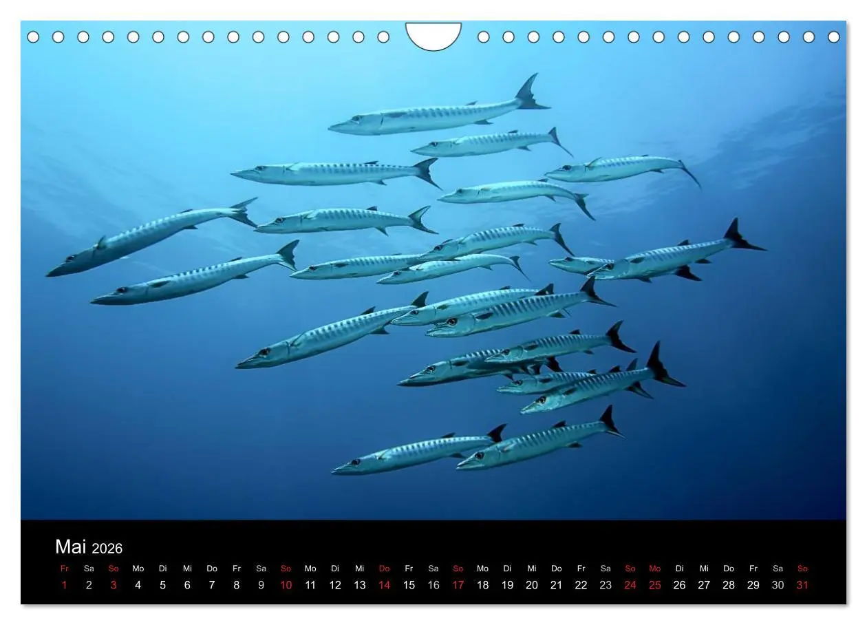 Bild: 9783516061772 | Fischschwärme (Wandkalender 2026 DIN A4 quer), CALVENDO Monatskalender
