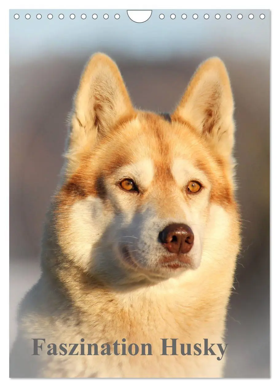 Cover: 9783516371772 | Faszination Husky (Wandkalender 2026 DIN A4 hoch), CALVENDO...