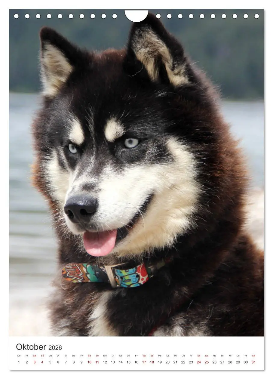 Bild: 9783516371772 | Faszination Husky (Wandkalender 2026 DIN A4 hoch), CALVENDO...