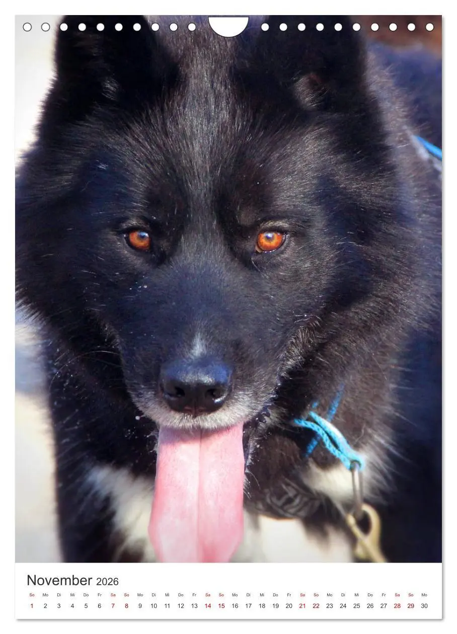 Bild: 9783516371772 | Faszination Husky (Wandkalender 2026 DIN A4 hoch), CALVENDO...