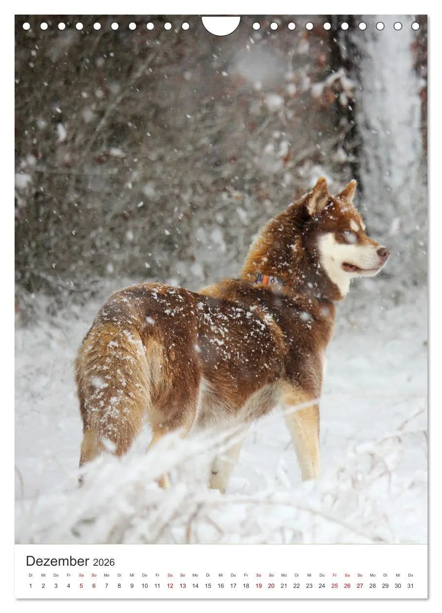 Bild: 9783516371772 | Faszination Husky (Wandkalender 2026 DIN A4 hoch), CALVENDO...
