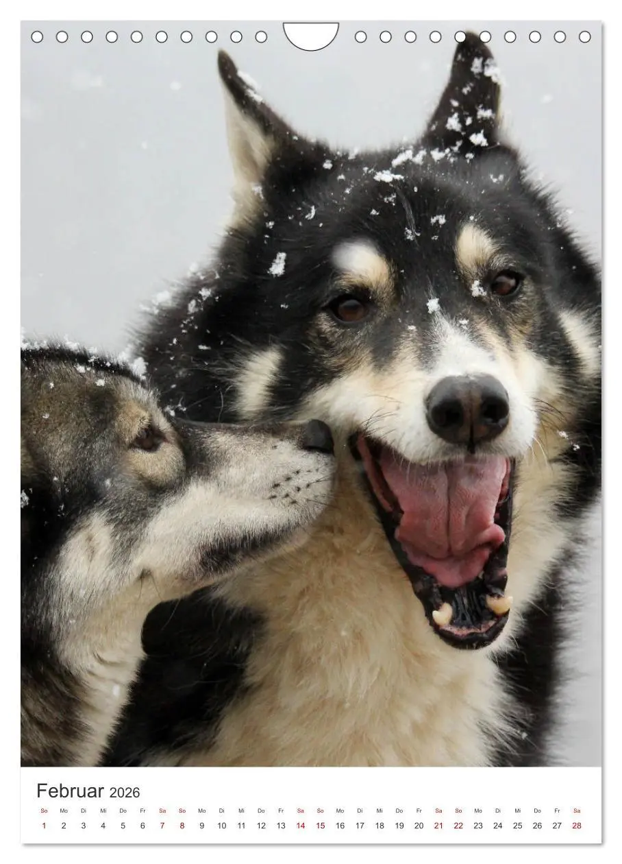 Bild: 9783516371772 | Faszination Husky (Wandkalender 2026 DIN A4 hoch), CALVENDO...