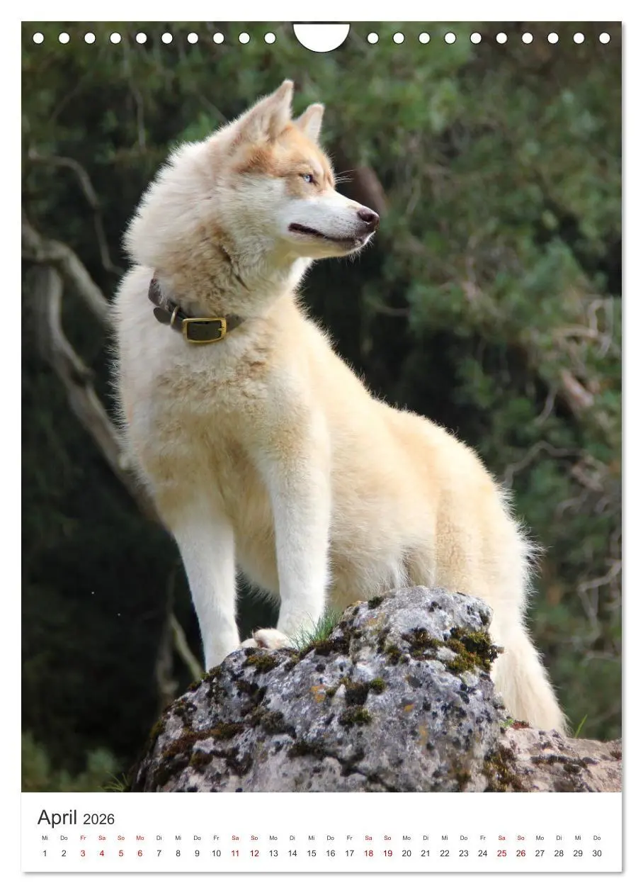 Bild: 9783516371772 | Faszination Husky (Wandkalender 2026 DIN A4 hoch), CALVENDO...
