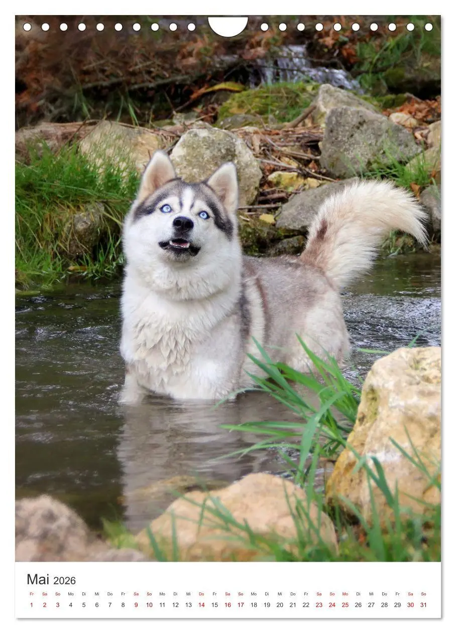 Bild: 9783516371772 | Faszination Husky (Wandkalender 2026 DIN A4 hoch), CALVENDO...