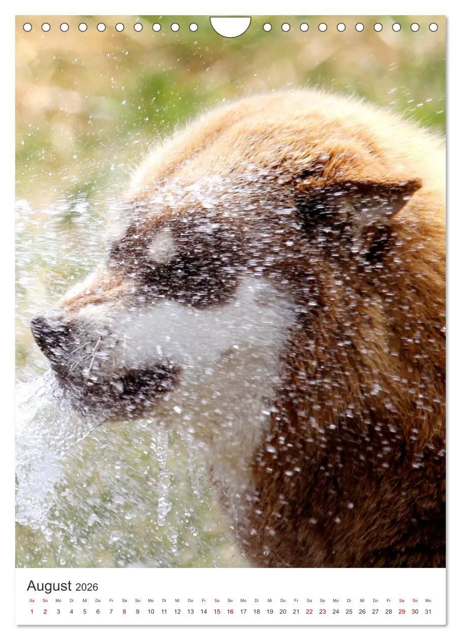Bild: 9783516371772 | Faszination Husky (Wandkalender 2026 DIN A4 hoch), CALVENDO...