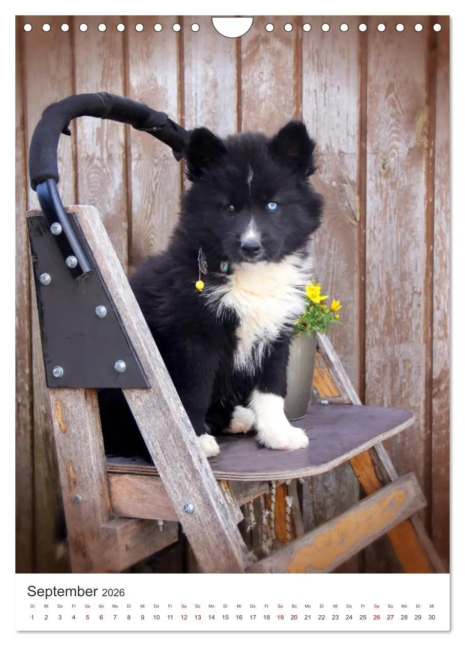 Bild: 9783516371772 | Faszination Husky (Wandkalender 2026 DIN A4 hoch), CALVENDO...
