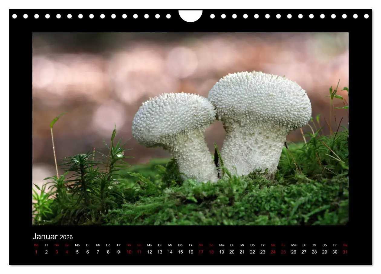Bild: 9783457891872 | Pilzgalerie - Heimische Pilze aus der Region Rheinland-Pfalz...
