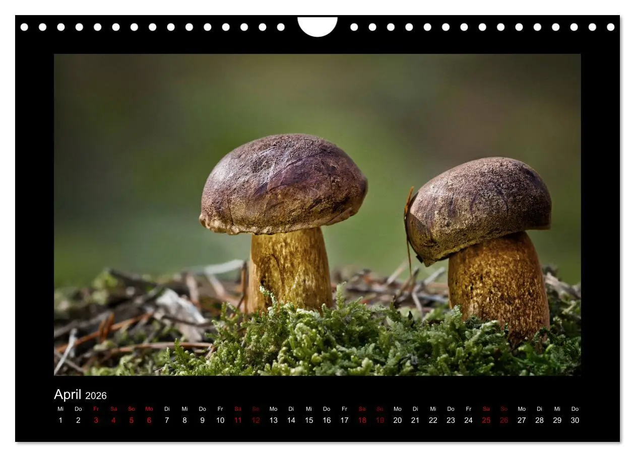 Bild: 9783457891872 | Pilzgalerie - Heimische Pilze aus der Region Rheinland-Pfalz...