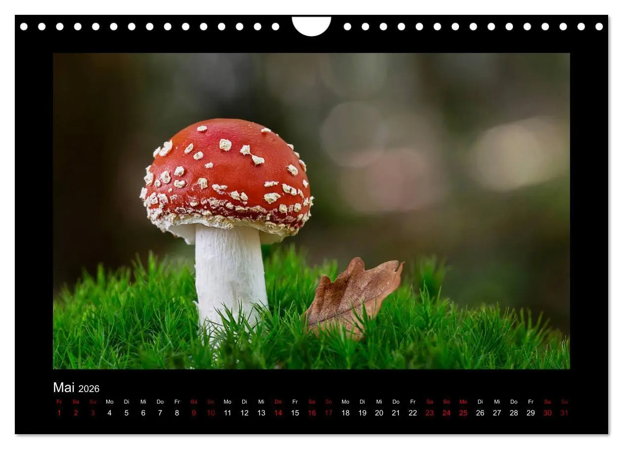 Bild: 9783457891872 | Pilzgalerie - Heimische Pilze aus der Region Rheinland-Pfalz...