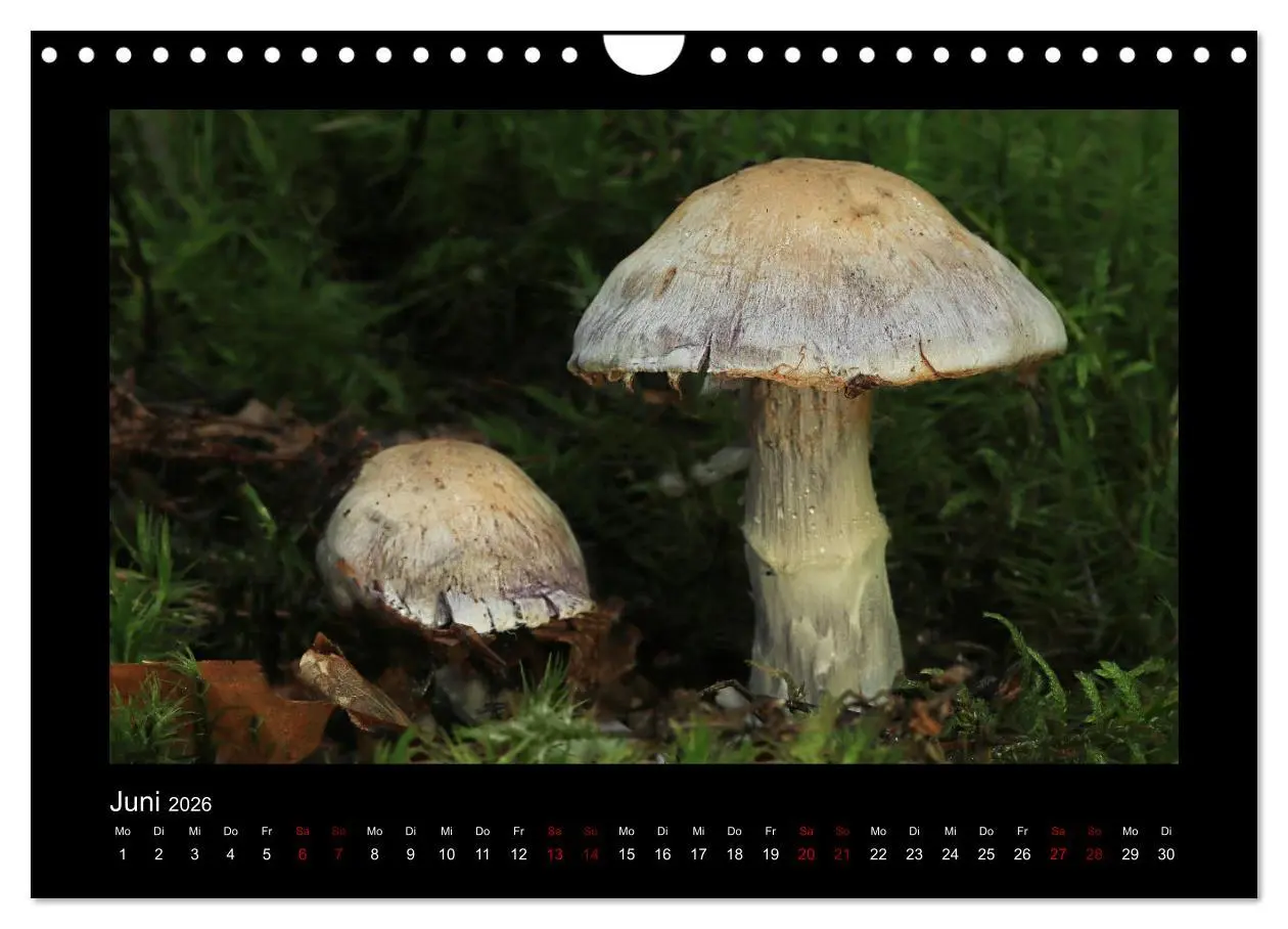 Bild: 9783457891872 | Pilzgalerie - Heimische Pilze aus der Region Rheinland-Pfalz...