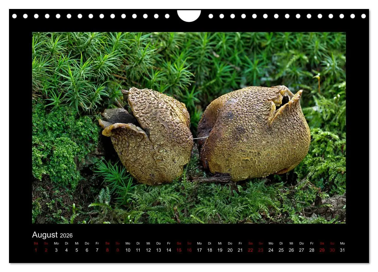 Bild: 9783457891872 | Pilzgalerie - Heimische Pilze aus der Region Rheinland-Pfalz...