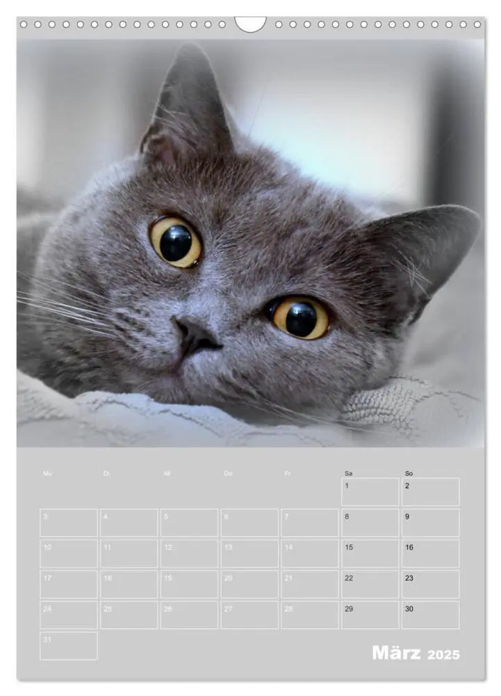 Bild: 9783435992072 | Graue Engel - Britischkurzhaar-Katzen (Wandkalender 2025 DIN A3...
