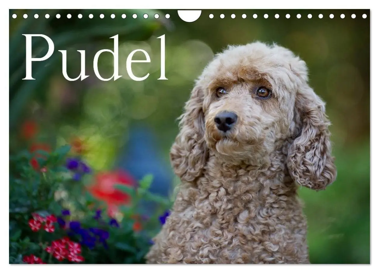 Cover: 9783594152072 | Pudel (Wandkalender 2027 DIN A4 quer), CALVENDO Monatskalender | Noack