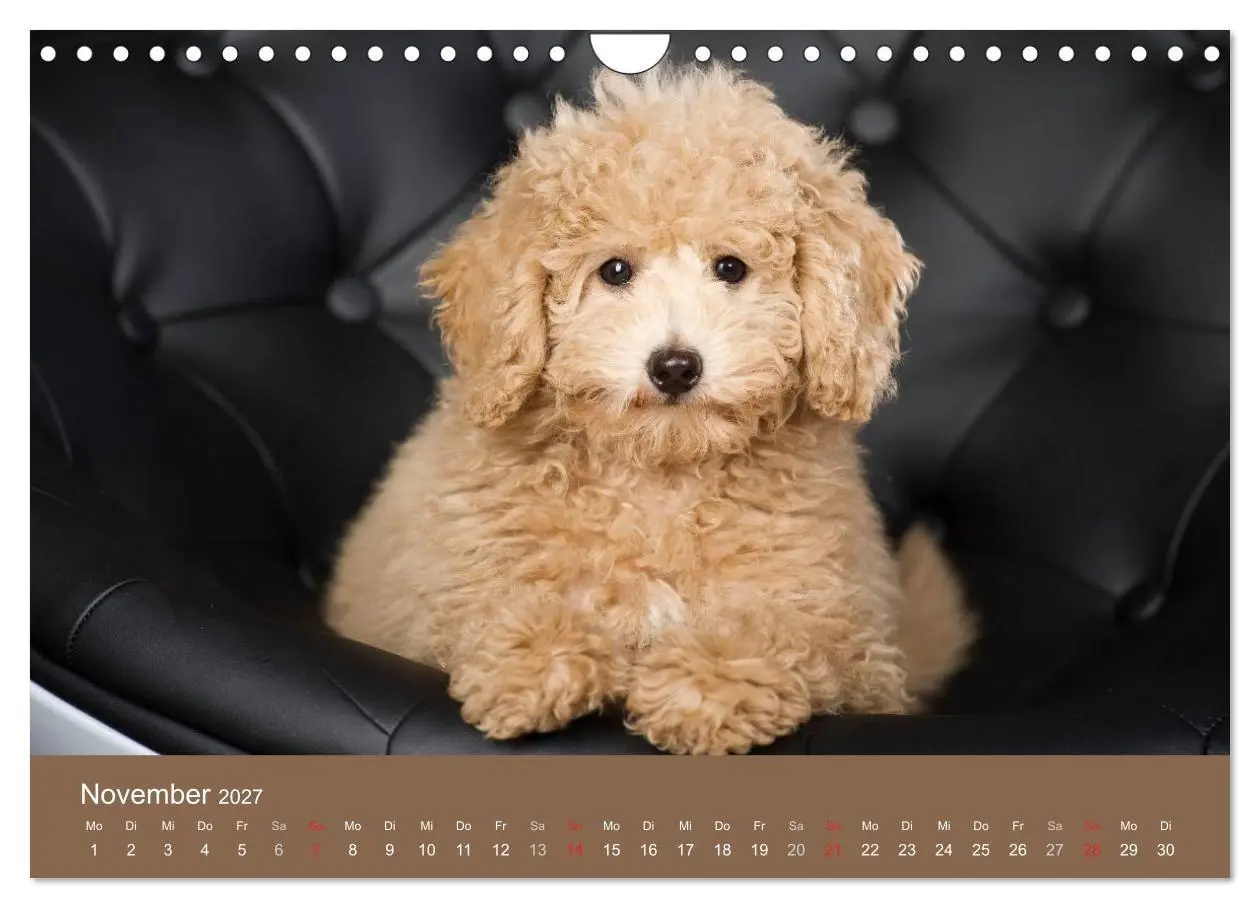 Bild: 9783594152072 | Pudel (Wandkalender 2027 DIN A4 quer), CALVENDO Monatskalender | Noack