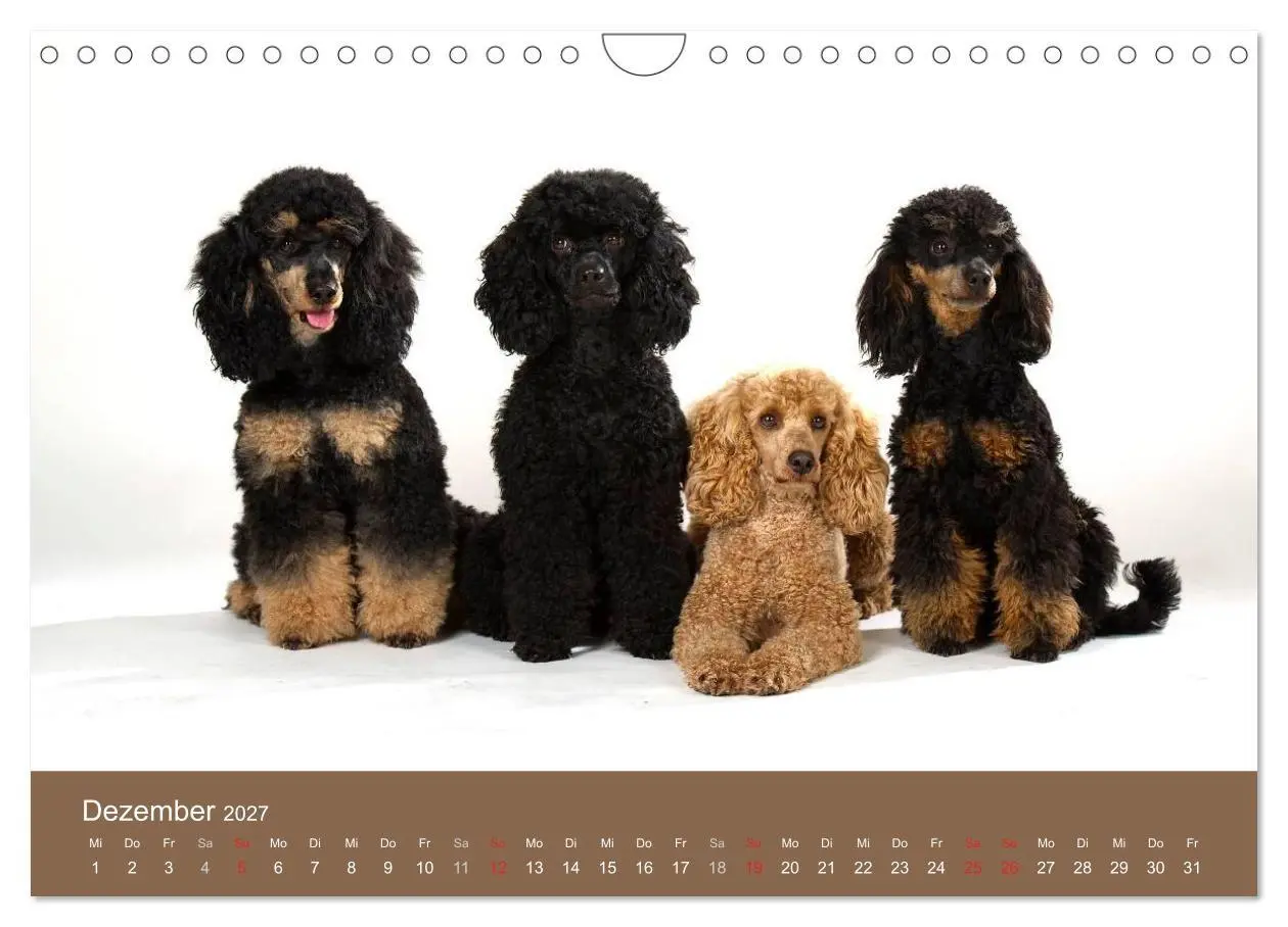 Bild: 9783594152072 | Pudel (Wandkalender 2027 DIN A4 quer), CALVENDO Monatskalender | Noack