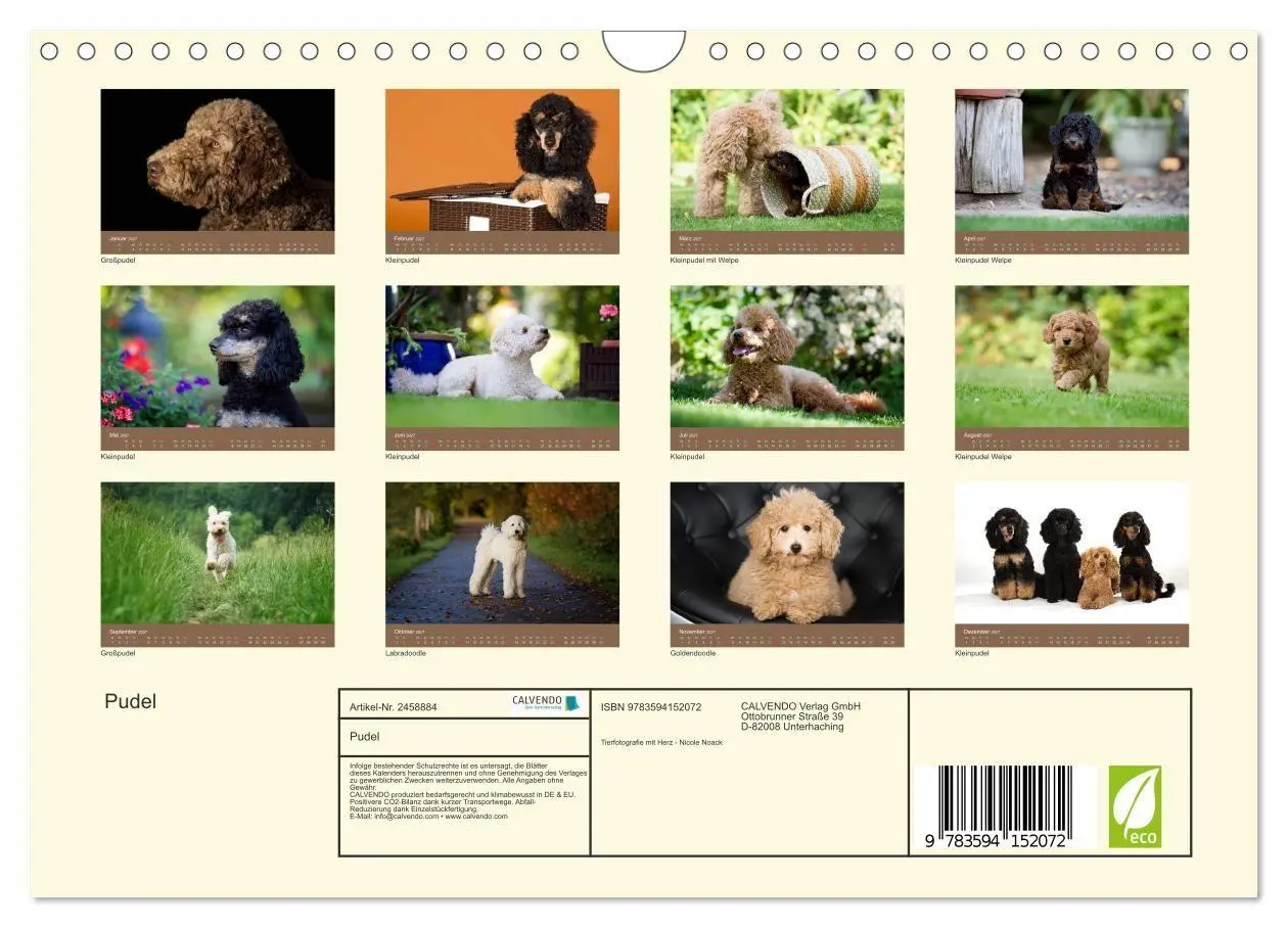Bild: 9783594152072 | Pudel (Wandkalender 2027 DIN A4 quer), CALVENDO Monatskalender | Noack