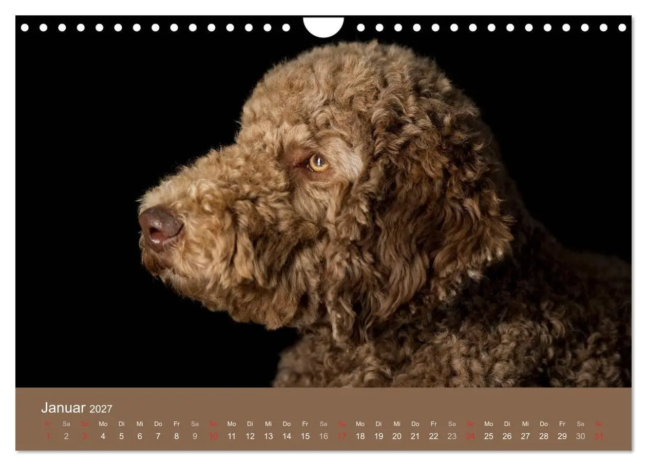 Bild: 9783594152072 | Pudel (Wandkalender 2027 DIN A4 quer), CALVENDO Monatskalender | Noack